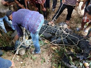 Warga Aceh Timur Tangkap Buaya Muara 1 Ton yang Bikin Resah