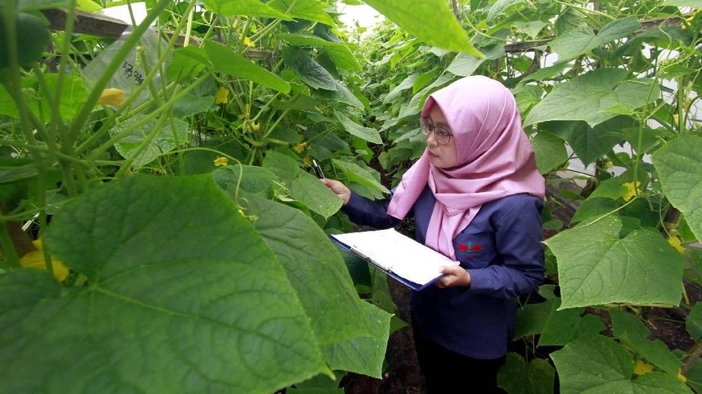 Kala Peneliti Milenial Mengamati Pohon Mentimun Kala Peneliti Milenial Mengamati Pohon Mentimun