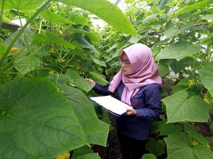 Kala Peneliti Milenial Mengamati Pohon Mentimun
