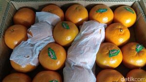 Jelang Imlek Jeruk Mandarin Menghilang, Kok Bisa Sih?