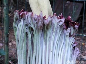 Bunga Bangkai Hiasi Tahura Bandung