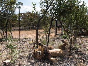 Kerempengnya Kondisi Hewan di Kebun Binatang Venezuela