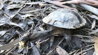 Foto: Kematian Mengejutkan Ratusan Ikan, Pelikan, dan Penyu di Sydney