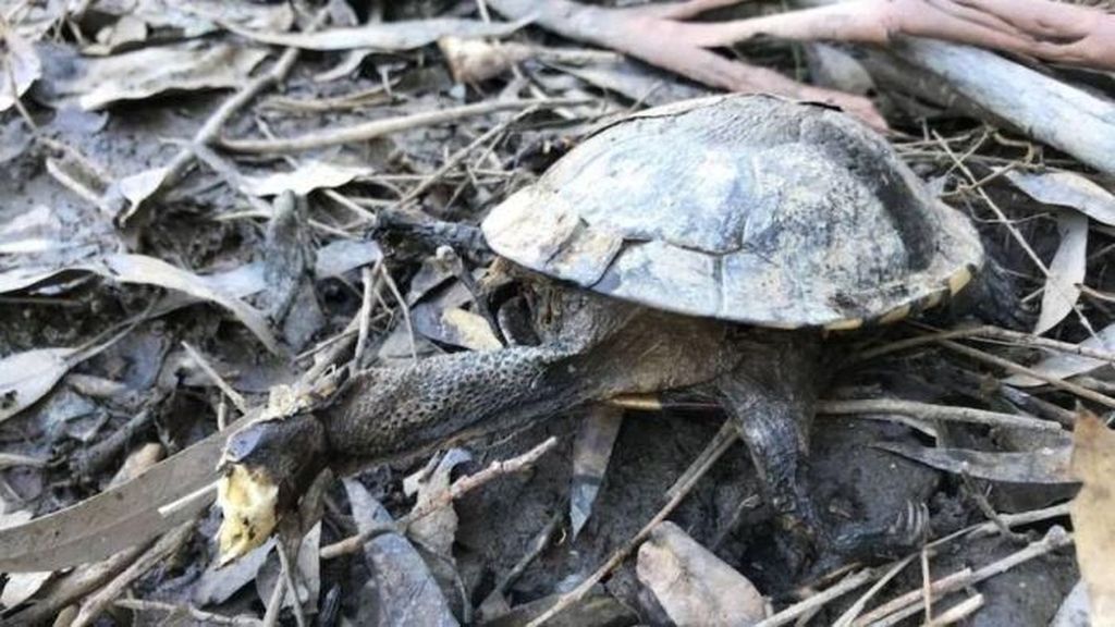 Foto: Kematian Mengejutkan Ratusan Ikan, Pelikan, dan Penyu di Sydney Foto: Kematian Mengejutkan Ratusan Ikan, Pelikan, dan Penyu di Sydney