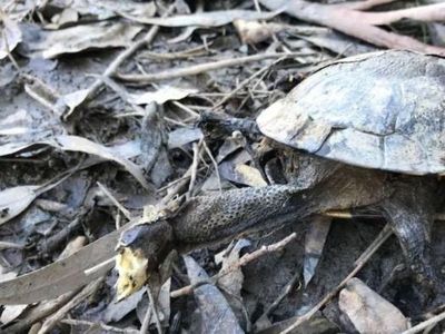 Foto: Kematian Mengejutkan Ratusan Ikan, Pelikan, dan Penyu di Sydney