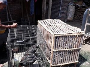 Sedih! Kandang Tak Layak, Bulu-bulu Merak milik Surat Rusak