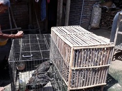 Sedih! Kandang Tak Layak, Bulu-bulu Merak milik Surat Rusak