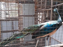Kebun Binatang Bandung Miliki Anggota Baru, 2 Burung Merak yang Cantik