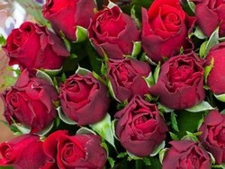 Asal-Muasal Bunga Mawar Hari Valentine di Australia