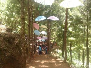 Tubing dan Hutan Pinus Jadi Wisata Andalan Bukit Pelangi di Ponorogo