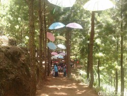 Tubing dan Hutan Pinus Jadi Wisata Andalan Bukit Pelangi di Ponorogo