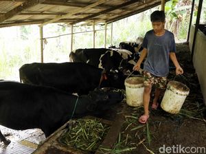 Kementan Minta Industri Susu Bantu Peternak Lokal Naik Kelas