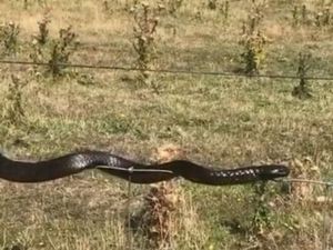 Viral, Ular Merambat di Kawat Berduri di Tasmania