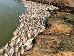 Cuaca Panas, Ratusan Ikan Mati di Danau Dekat Sydney