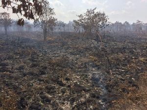 Hangus Berasap, Penampakan 135 Hektare Terbakar di Meranti Riau