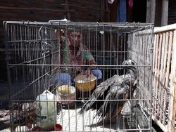 Di Madiun Ternyata Ada Penangkaran Burung Merak yang Dilindungi