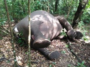 Seekor Gajah Mati di Way Kambas dengan 5 Lubang di Tubuhnya