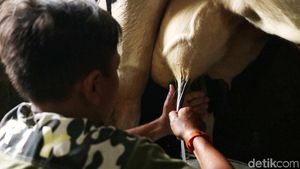 Melihat Peternakan Sapi Perah di Pamijahan Bogor