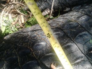 BKSDA Aceh: Buaya yang Ditangkap di Aceh Timur Bobotnya 600 Kg