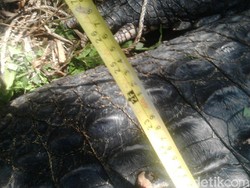 BKSDA Aceh: Buaya yang Ditangkap di Aceh Timur Bobotnya 600 Kg