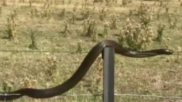 Penampakan Ular Merambat di Kawat Berduri di Tasmania