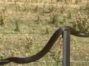 Penampakan Ular Merambat di Kawat Berduri di Tasmania