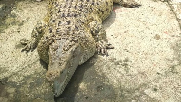 Deretan Hewan Yang Obesitas King Cobra Raksasa Hingga Buaya
