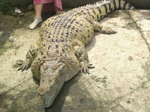 Momen Kojek Buaya Gendut Saat Masih Dipelihara Ayah dan Ibu