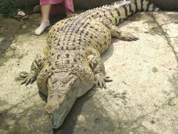 Rindunya Ibu ke Kojek Buaya Gendut: Gosok Gigi hingga Beri Makan