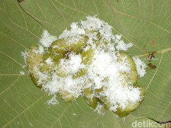 Berburu Kue Tradisional Lamongan Saat Hari Pasaran Yuk!