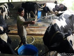 Serap Susu Lokal, 128 Pengusaha Gandeng Peternak Sapi Perah
