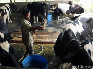 Diancam Trump, RI Tak Wajibkan Industri Serap Susu Lokal Diancam Trump, RI Tak Wajibkan Industri Serap Susu Lokal