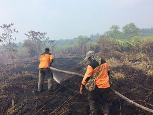 Kebakaran Lahan di Riau Capai 641 Hektare