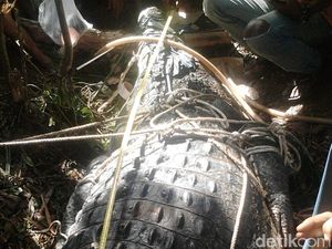 Sempat Dicegah Warga, Buaya 600 Kg di Aceh Timur Berhasil Dievakuasi