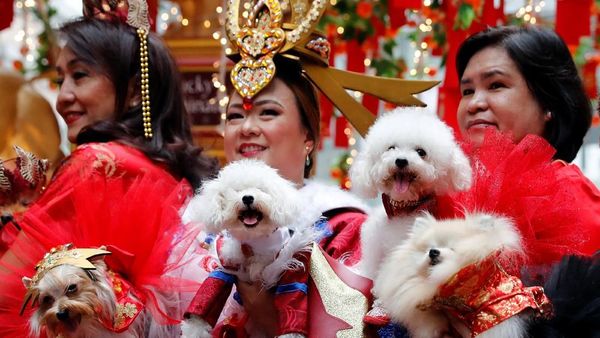 Anjing-anjing Lucu Bersolek Jelang Imlek di Filipina