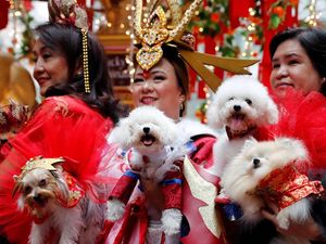 Anjing-anjing Lucu Bersolek Jelang Imlek di Filipina