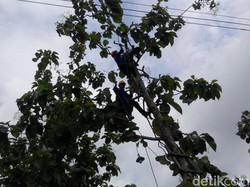 Hendak Tebang Pohon, Tukang Kebun Tewas Tersengat Listrik