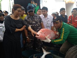 Menteri Susi Puas Hasil Ikan di Probolinggo, Sehari 300 Ton