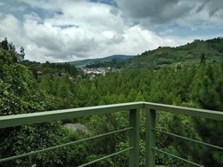 Hijau Sejauh Mata Memandang di Lembang