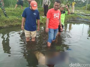 Kelelahan, Pencari Lumut Ditemukan Tenggelam di Kolam Ikan Koi