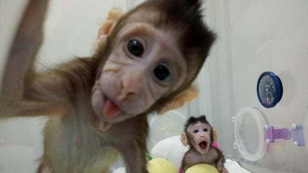 Potret Binatang yang Berhasil Dikloning Peneliti Sepanjang Sejarah