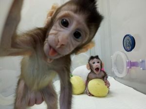 Potret Binatang yang Berhasil Dikloning Peneliti Sepanjang Sejarah