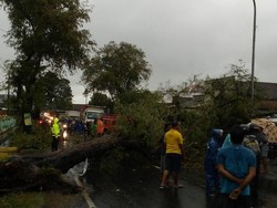 Pohon Asem di Mojokerto Tumbang, Lukai 2 Pengendara Motor