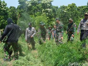 20 Hektare Ladang Ganja Ditemukan di Aceh Utara, Pemiliknya Kabur