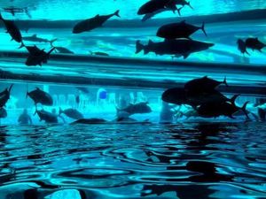 Main Perosotan Air Bersama Hiu, Berani?