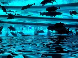 Main Perosotan Air Bersama Hiu, Berani?