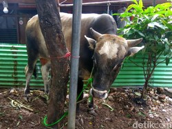 Wow! Sandi Memberi Sapi 800 Kg ke Warga Galur