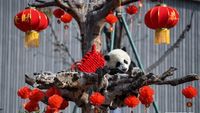 Gemas! Saat Anak Panda Raksasa Rayakan Imlek