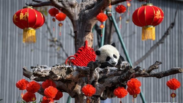 Gemas! Saat Anak Panda Raksasa Rayakan Imlek