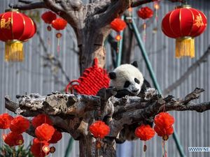 Gemas! Saat Anak Panda Raksasa Rayakan Imlek